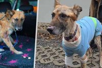 Pejska Hera majitel týral a polil kyselinou?! Po týdnech na veterině chlupáč stále nemá vyhráno