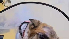 Veterinář mu sice udělil svolení opustit kliniku, čeká ho však ještě dlouhá cesta.