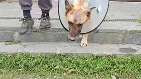 Hero putoval do útulku a nějaký čas stráví v karanténě.