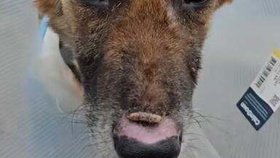 Majitel s Heroem zacházel opravdu příšerně.