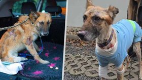 Pejsek Hero je už venku z veteriny a zamířil do útulku, vyhráno však stále nemá.