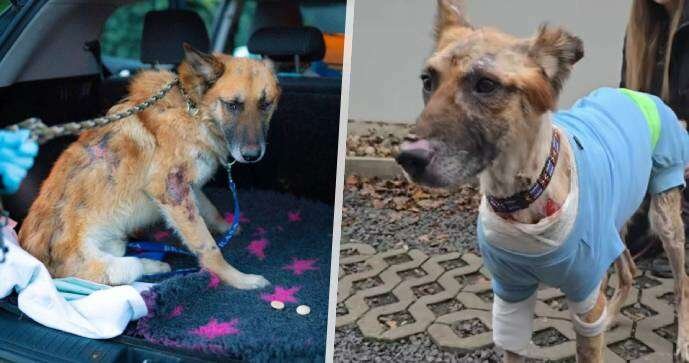 Pejsek Hero je už venku z veteriny a zamířil do útulku, vyhráno však stále nemá.