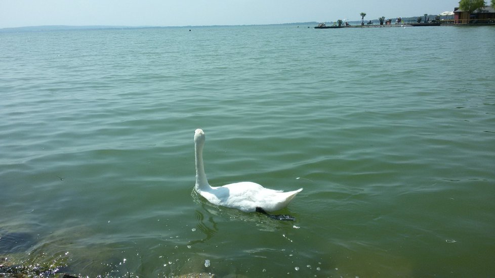 Balaton