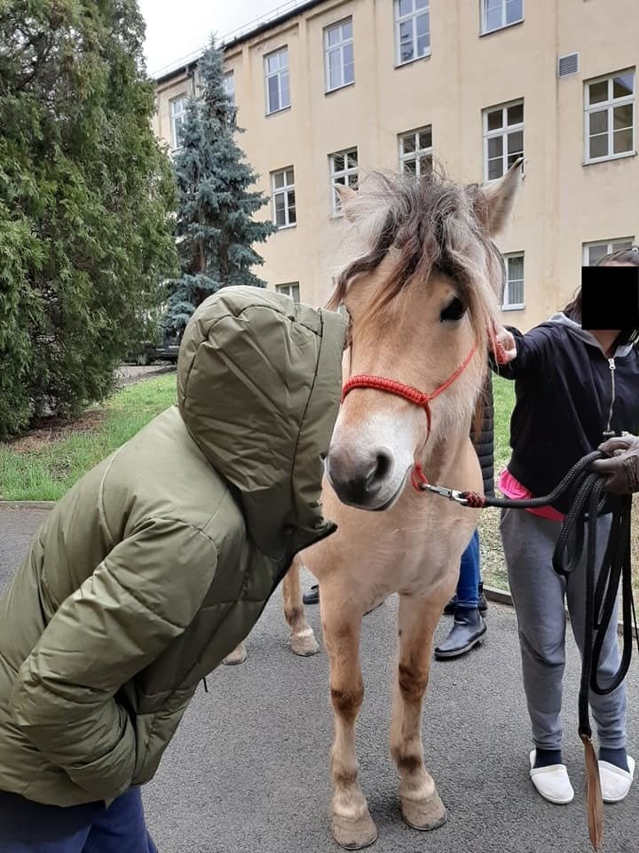 Pohlazení koňské hřívy dokáže zázraky.