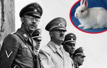 Chovatel králíků Hitler: O angoráky se starali hladoví vězni z koncentráků