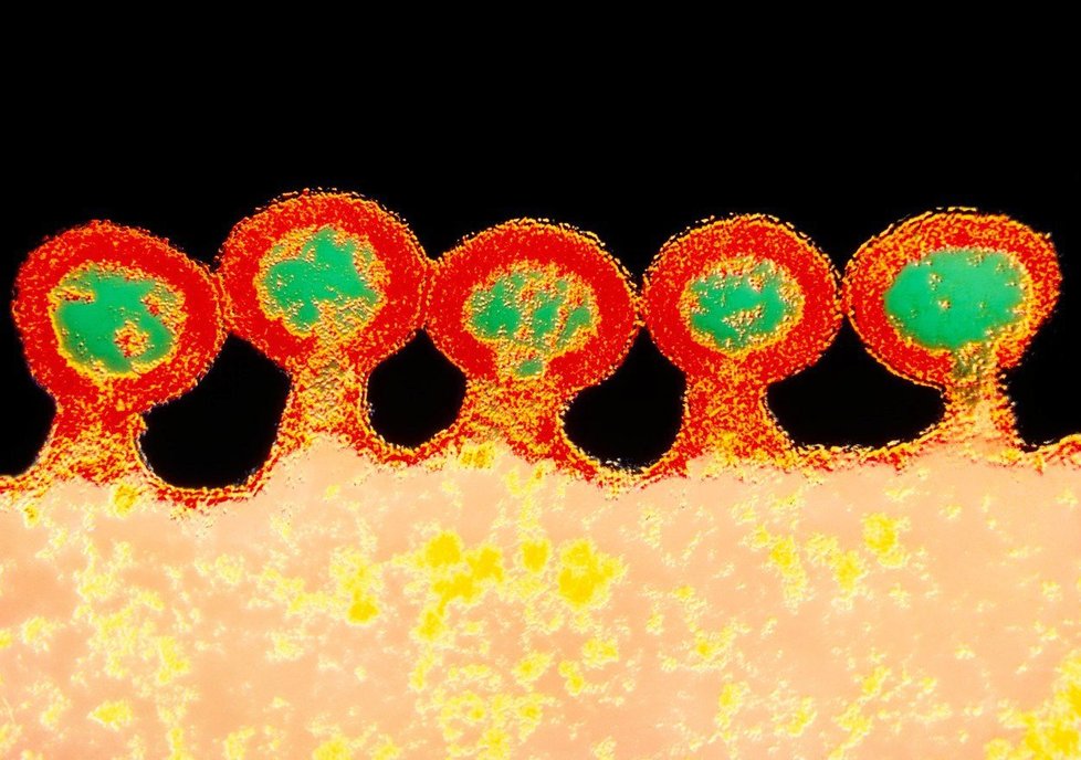 Také v Praze odstartoval týden prevence proti onemocnění žloutenkou nebo virem HIV (ilustrační foto).