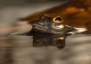 Hladinovka čtyřoká se pohybuje trhavě a na hladině. Z vody vystupují její horizontálně dělené oči.