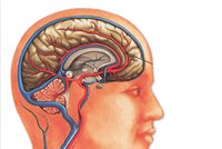 Britští vědci vypěstovali umělý lidský mozek!