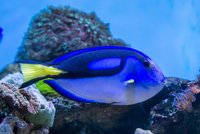 Panika na Jadranu: Pozor na vetřelce z Afriky!