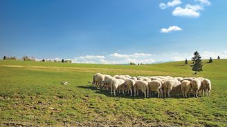 Salaše v ohrožení: Slovensko se potýká s nedostatkem tradičních pastevců ovcí
