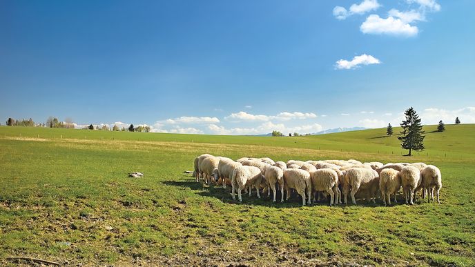 Slovensko se potýká s nedostatkem tradičních pastevců ovcí