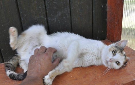 Micka má ještě v očích prožitou bolest, ale ouško už se po chirurgickém zákroku hojí. A na na lidi nezanevřela.