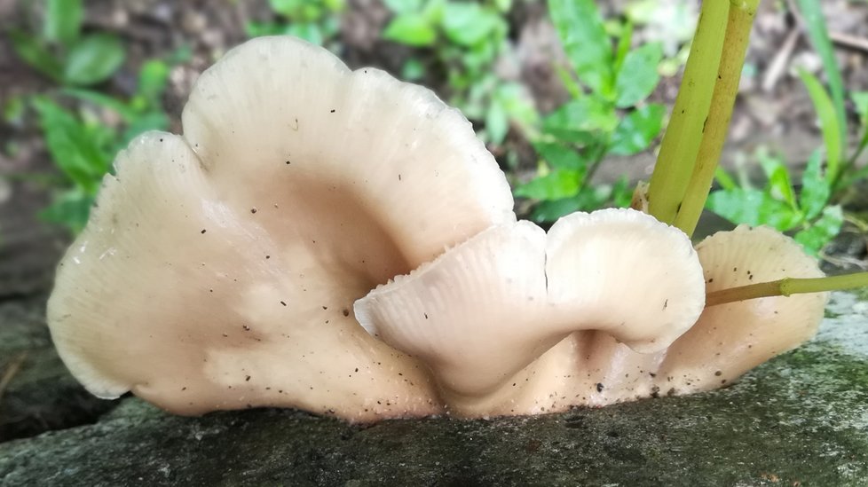 Hlíva plicní má světlejší klobouk a její lupeny a okraj klobouku ve stáří postupně žloutnou.