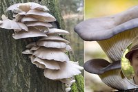 Houbaření se nemusíte vzdávat ani v zimě: Odborník pro Blesk prozradil, co a kde sbírat v prosinci