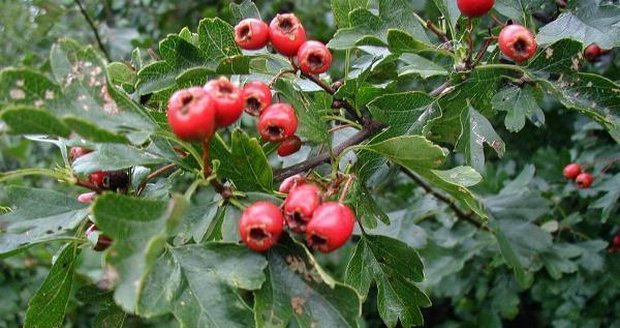 Hloh mimo jiné obsahuje i flavonoidy, které ovlivňují krevní oběh.