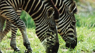 Národní park Hlu-hlu-we: Málo známé safari, které nadchne všechny milovníky fauny