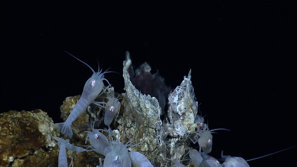 V ohrožení budou i tyto krevety, které žijí na hydrotermálních komínech bohatých na kovy