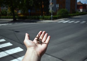 Někdo klade kovové hroty jako pasti na křižovatce ulic E. Beneše a Zahradní v Hlučíně. Redaktor Blesk.cz jich nasbíral za pět minut plnou hrst.