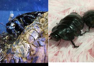 Pražský trend: obří šváb madagaskarský coby domácí mazlíček