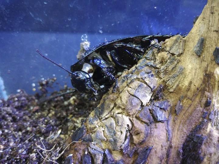 Pražský trend: obří šváb madagaskarský coby domácí mazlíček