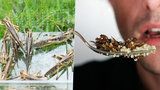 Hmyz na talíři a mouka z mletých cvrčků: Od ledna realita tuzemských kuchyní?