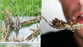Je libo hmyz k jídlu? Od ledna bude možné je v Česku jíst legálně.