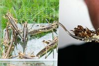 Hmyz na talíři a mouka z mletých cvrčků: Od ledna realita tuzemských kuchyní?