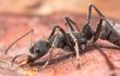 Mravenec rodu Diacamma, predátor v novoguinejských pralesích.