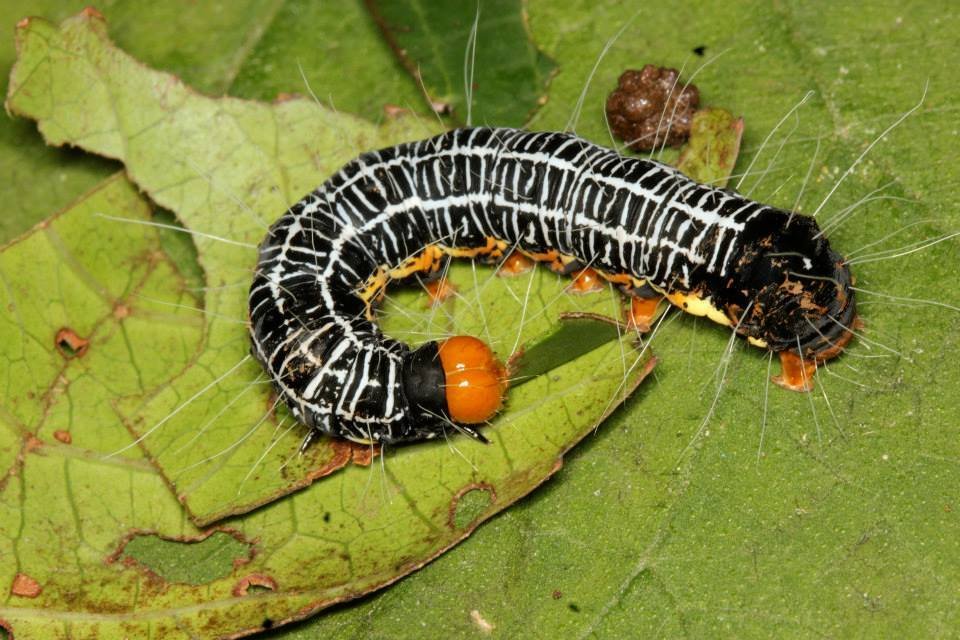 Housenka motýla z čeledi Erebidae v pralesích Nové Guineje.