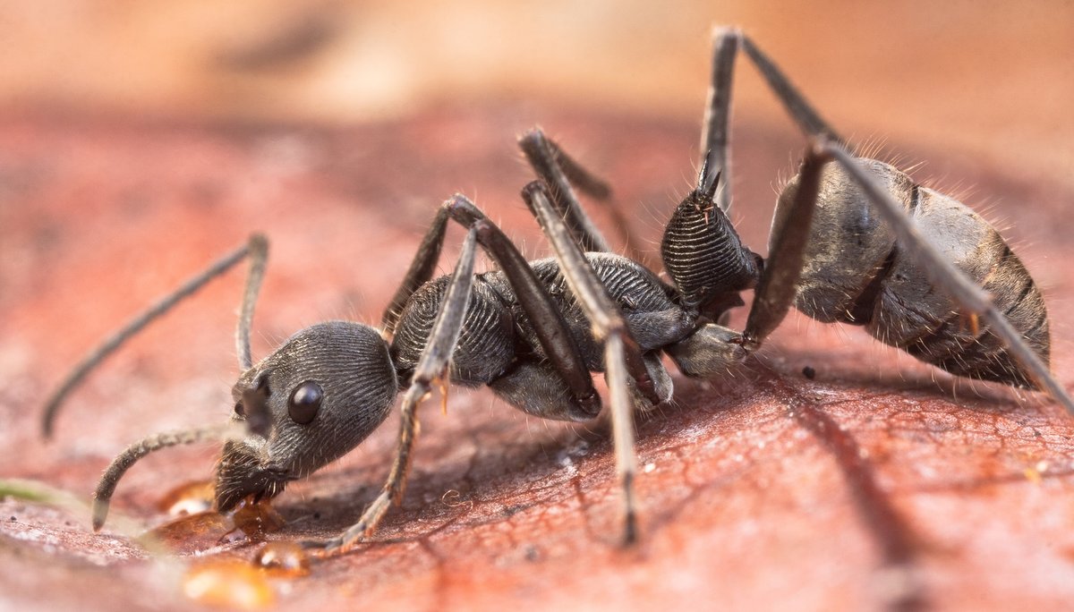 Mravenec rodu Diacamma, predátor v novoguinejských pralesích.
