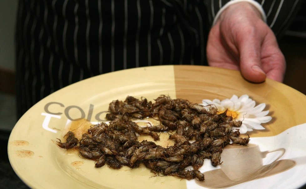 Někteří lidé běžně doplňují svůj jídelníček hmyzem.