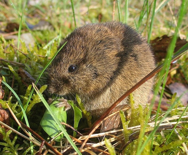 Mláďata hrabošů polních jsou oblíbenou „pochoutkou“ množství dravců