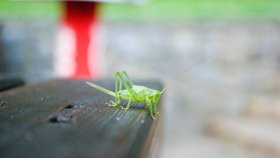 Kobylka zelená vám také může vlítnout do bytu