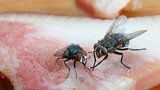Otravy jídlem budou častější. Infikované mouchy se přemnoží teplem, varují vědci