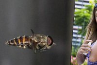 Léto je ráj pro "hmyzáky" všeho druhu: Jak se ubránit jejich kousnutí?