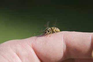 Vosy a včely mohou způsobit vážnou alergii. Jak poznáte, že je zle, a co s tím?