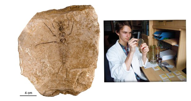 Čeští vědci z Biologického centra AVČR v Č. Budějovicích učinili ve spolupráci s německými kolegy významný objev na základě této zkameněliny