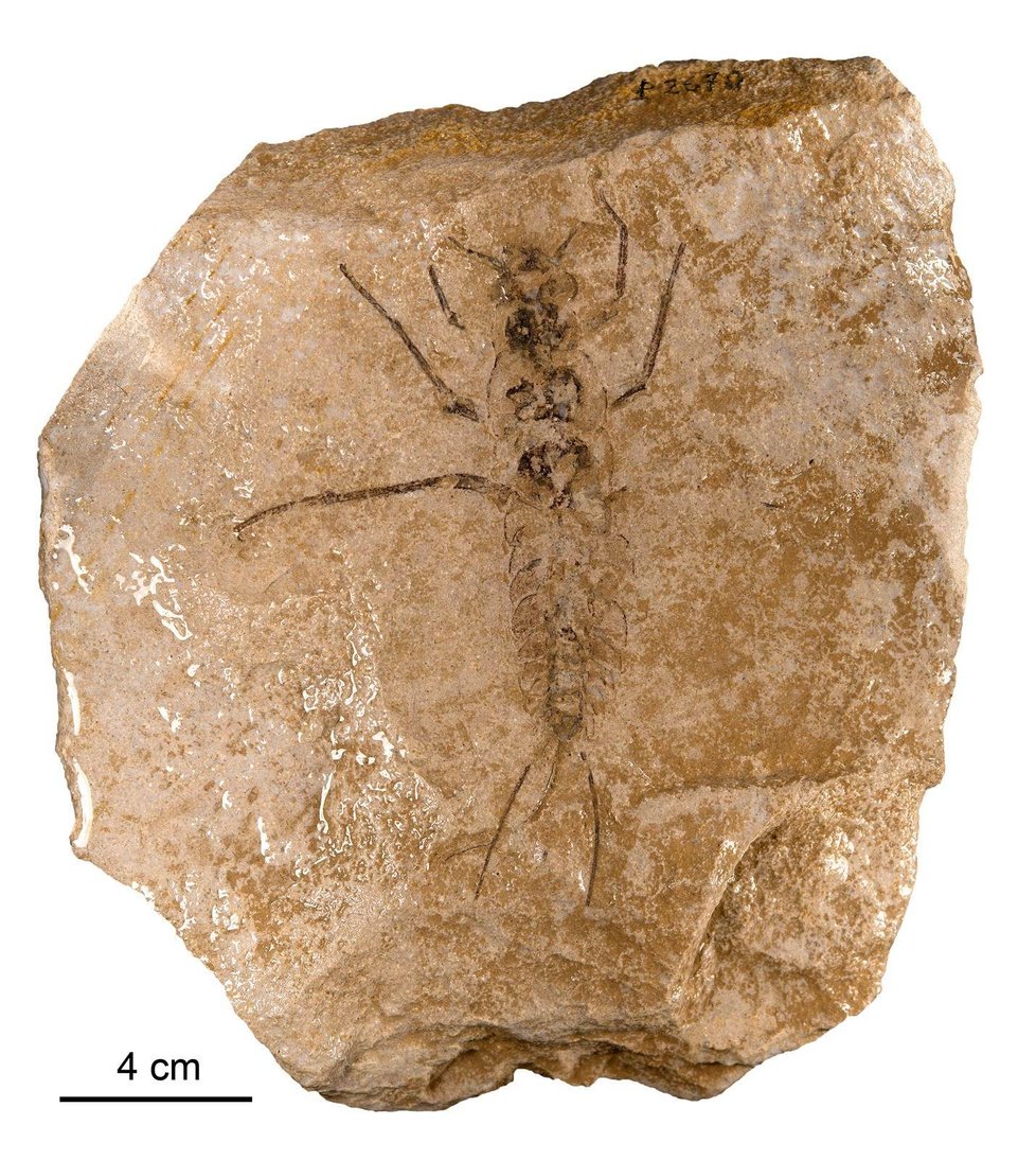 Carbotriplura kukalovae  – Tato zkoumaná fosilie patří k nejstarším a nejlépe zachovalým exemplářům na světě.