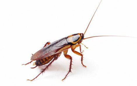 Švábovitý hmyz přenáší průjmová onemocnění.