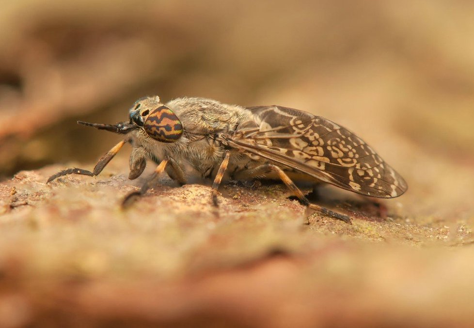 V Česku kvůli příliš intenzivnímu zemědělství vymírají různé druhy hmyzu a drobných živočichů (ilustrační foto).