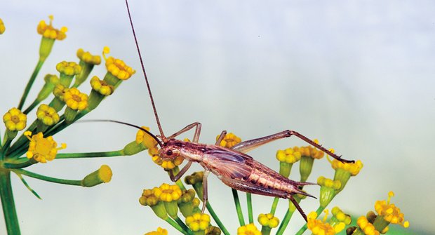 Cvrkaví hmyzáci: Umí hrát na housle i bubnovat