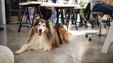 5 psích plemen, která jsou ideální do kanceláře a šéf vám je nezakáže: Kteří chlupáči zlepší pracovní den vám i kolegům?