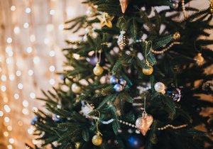 Co dělat, aby vánoční stromeček vydržel: Kupte co nejdříve a zalévejte