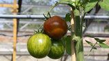 Vychytávky Ládi Hrušky: Vyrobte si opěrku ke keříčkovým rajčatům