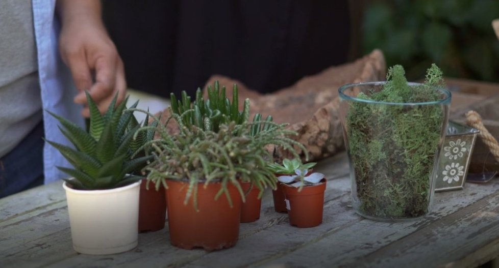 Například zvolíme ripsális, který sice botanici řadí mezi kaktusy, ale jako kaktus nevypadá. Spíš jako rozcuchaná hlava. My jsme dále  vybrali aloe vera a druh krasuly.