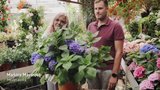 Hobby s Markétou Mayerovou: Jak na hortenzie, aby byly ozdobou zahrady?