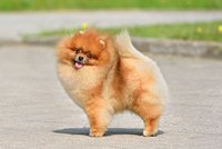 5 psích celebrit: Tato plemena září na sítích i po boku největších hvězd