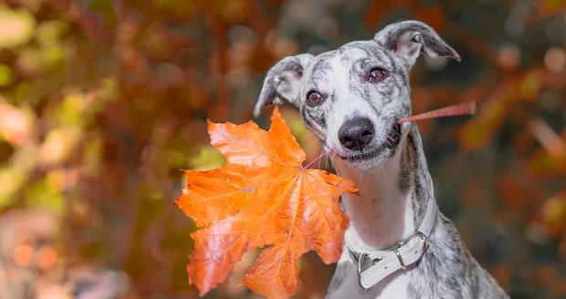 Whippet téměř neštěká!