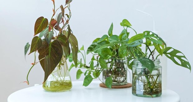 K životu jim stačí voda