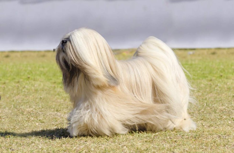 Lhasa Apso Lhasa Apso